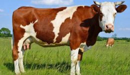 Лучшие молочные породы коров - фото и описание