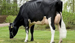 Лучшие молочные породы коров - фото и описание