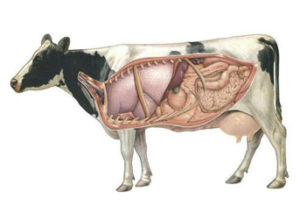 Рубец коровы