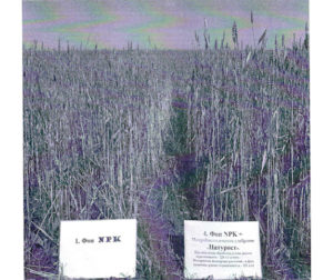 Опыт применения микробиологического удобрения Натурост на яровой пшенице 